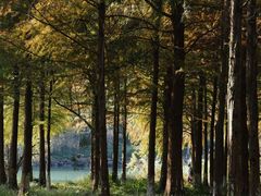 -西溪国家湿地公园