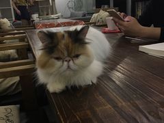 -吉丁鸟咖·异宠·寄养