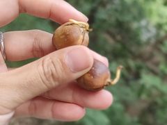 -鹫峰国家森林公园