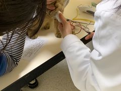 -谐和贝康宠物医院24小时·宠保定点(急重症转诊中心)