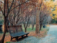 -上海共青森林公园