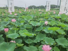 -嘉北郊野公园