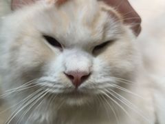-藏猫猫咖啡主题馆(中央大道店)