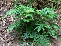 -怀托摩萤火虫洞