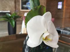 -深圳四季酒店·馥自助餐厅