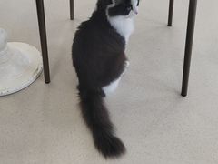 -共舞时光猫咖·狗咖(新街口店)
