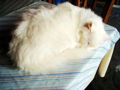 -Babycat私家御饼屋(龙头路一店)