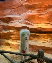 -酷嗒动物文化乐园(cutezoo西溪乐天城店)