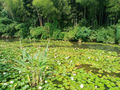 -杭州植物园
