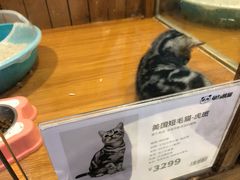 -龟与熊猫宠物公园(南坪店)