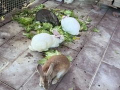 -厦门悦华酒店·绿庭主题自助餐厅