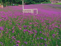 -大塘金香草谷