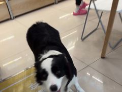 -艾贝尔宠物医院 ·中兽医·宠保定点(北门桥店)