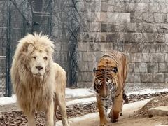 -北京野生动物园