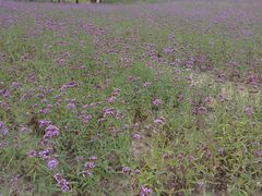 -杭州城北体育公园