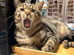 -猫的天空之城概念书店(丽江古城饮玉巷店)
