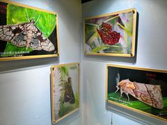 -上海昆虫博物馆