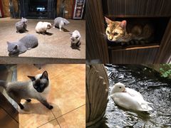 -more than meow吴止猫主题餐厅(承德 中船汇店)