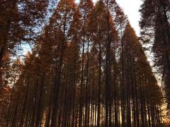 -黄海国家森林公园