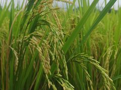 -韶山毛泽东同志故居