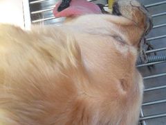 android_upload_pic-瑞派福兴宠物医院犬猫全科·骨科·中西医结合(河东店)