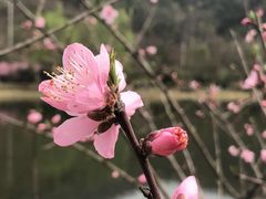 -石塘人家