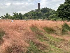 -红花山公园