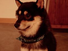 -南京Hallo宠物乐园·哈罗犬舍·柴犬繁育基地