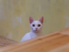 -猫色咖啡·猫咖