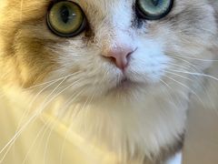 -十月米努特矮脚猫舍