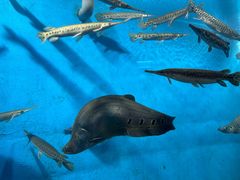 -国家自然博物馆