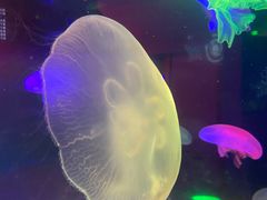 -太平洋海底世界