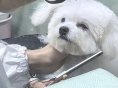 -唐小姐の私宠·宠物洗护美容·撸猫馆·购宠(周浦万达旗舰店)