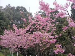 -南山植物园