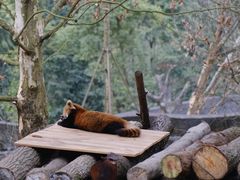 -都江堰中华大熊猫苑