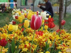 -洛阳郁金香牡丹园