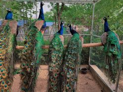 -萌宠亲子动物乐园(槐房万达店)