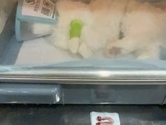 -瑞派名望志远动物医院·猫科·內科·异宠专科(直港大道店)