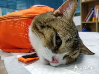 带两只小公猫去小伴侣割蛋蛋，家里的猫猫都是来这边做绝