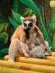 -Zoolung Zoolung动物主题公园(海信广场店)