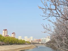 -桃花堤公园