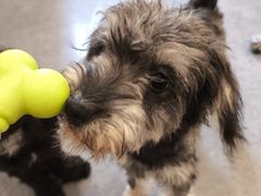 -有喵·猫咖·狗咖·40+猫狗有小奶狗(岗厦店)