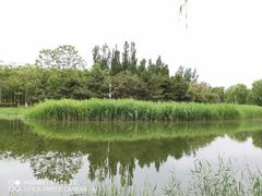 -大兴滨河森林公园