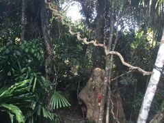 -呀诺达热带雨林