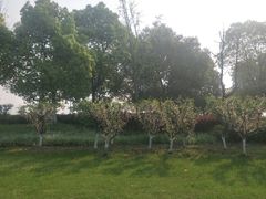 -虹桥国际机场-2号航站楼停车场