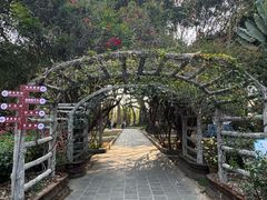 -瑞丽独树成林风景区