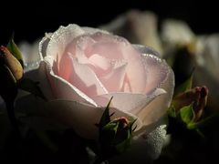 -LYFATTI 莱芙缇(赣水路店)