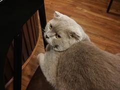-猫友咖啡店(玉林西路店)