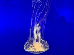-上海海洋水族馆