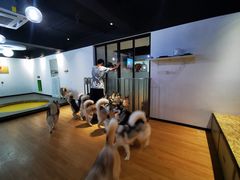 -Husky Go! 哈士奇体验馆·宠物咖啡厅狗咖